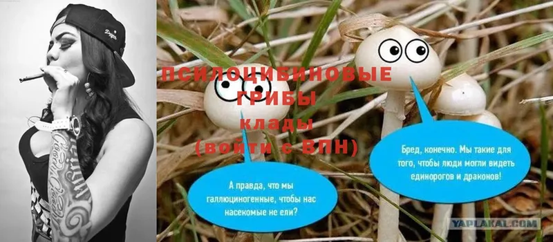 Псилоцибиновые грибы MAGIC MUSHROOMS  наркошоп  Ардатов 